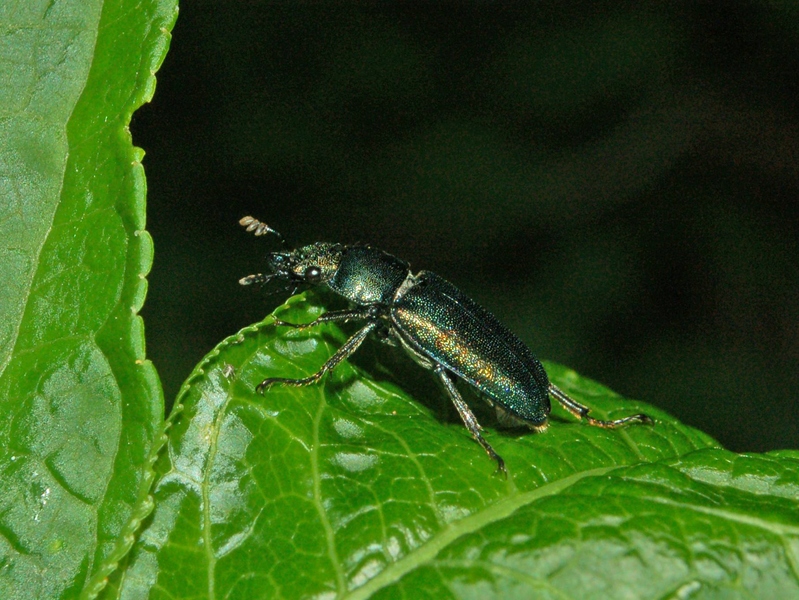 Platycerus caraboides (Coleoptera, Lucanidae)