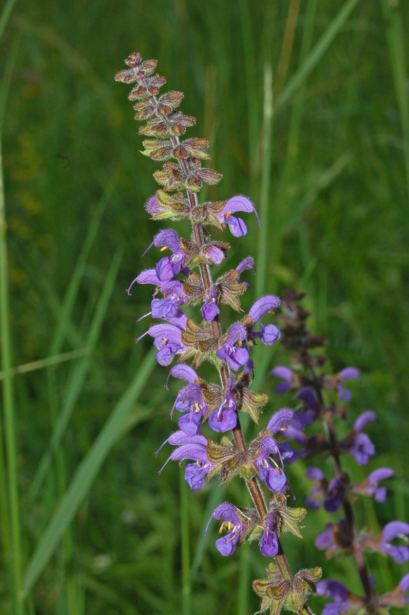 Un fiore di Maggio - Salvia cfr. pratensis