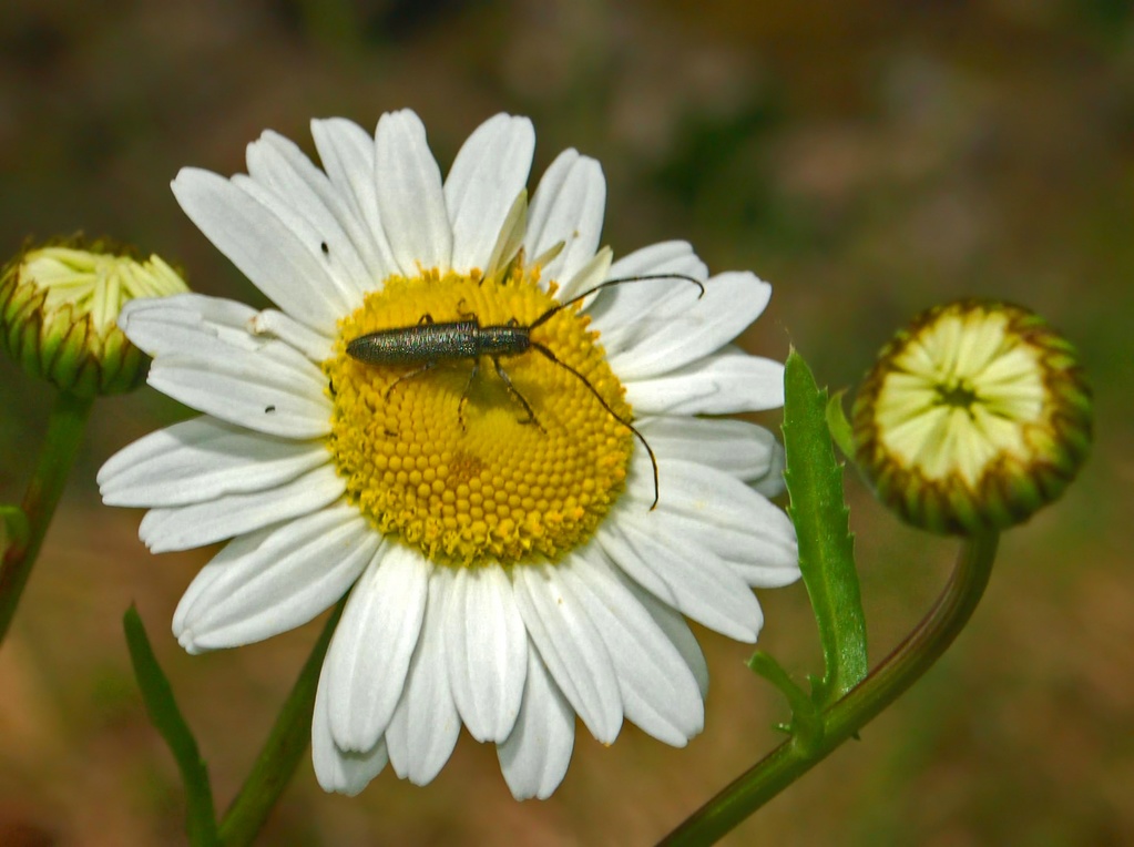 Agapanthia da determinare