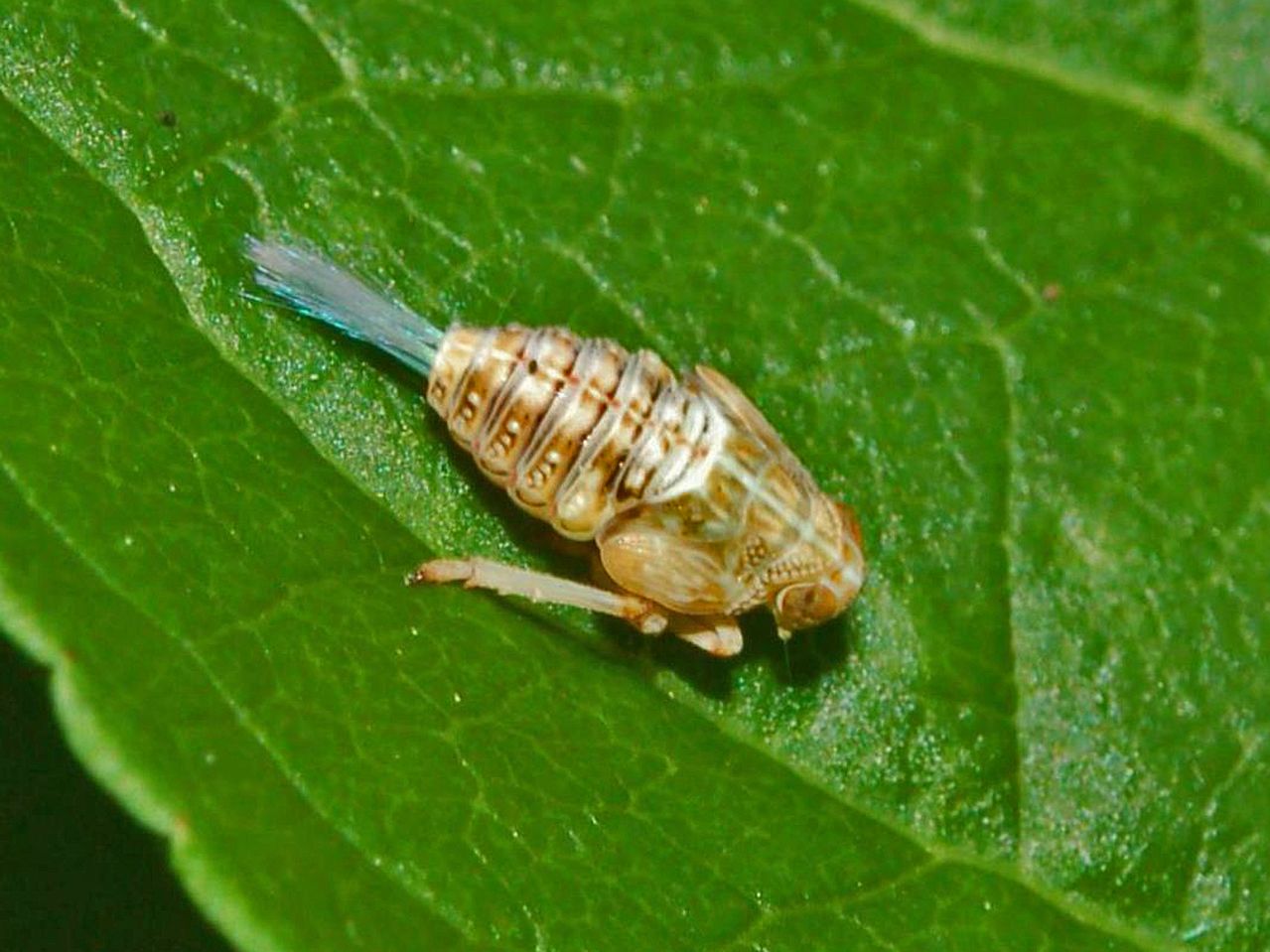 Ninfa di Issidae?