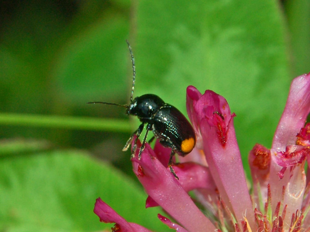 Cryptocephalus biguttatus