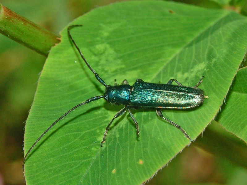 Agapanthia intermedia