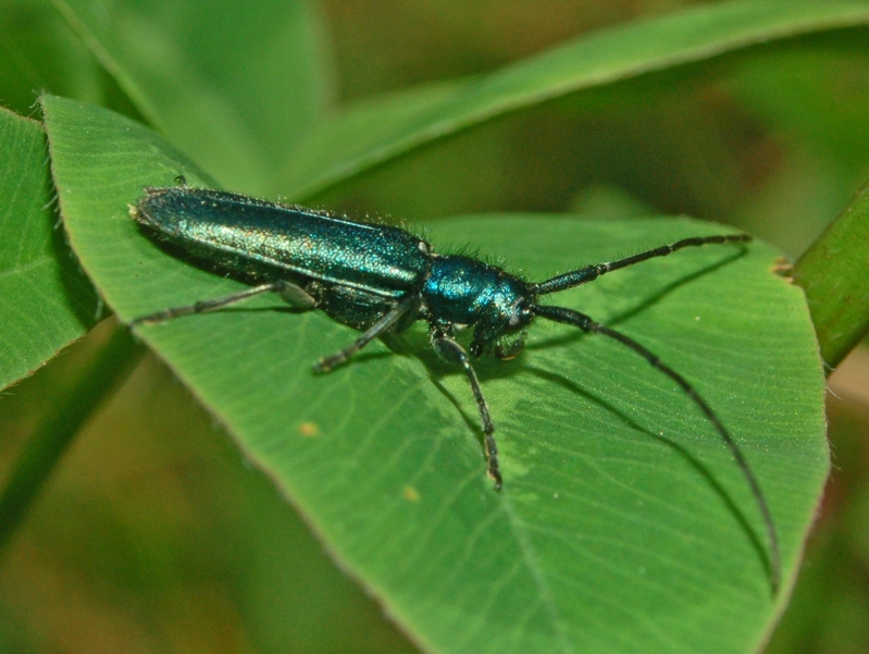 Agapanthia intermedia