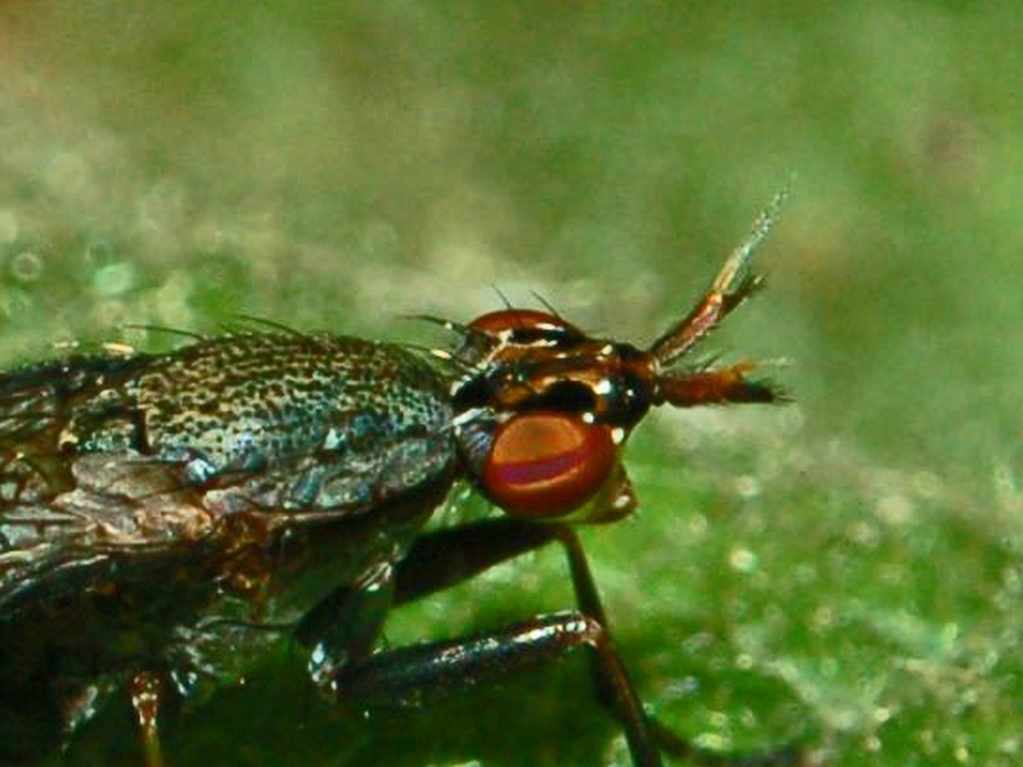 Sciomyziade: Coremacera marginata