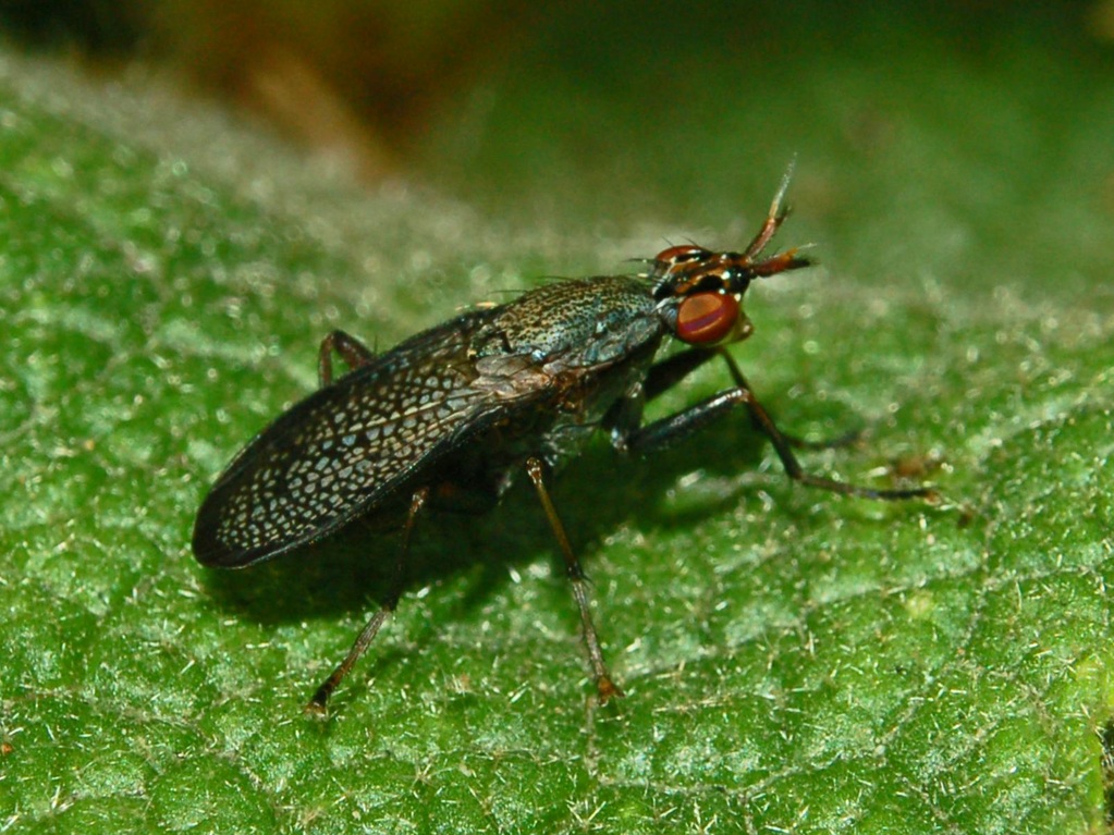 Sciomyziade: Coremacera marginata