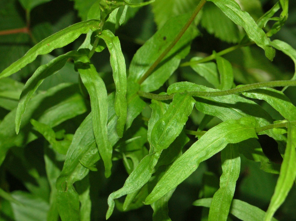 Buphthalmum salicifolium / Asteroide salicina