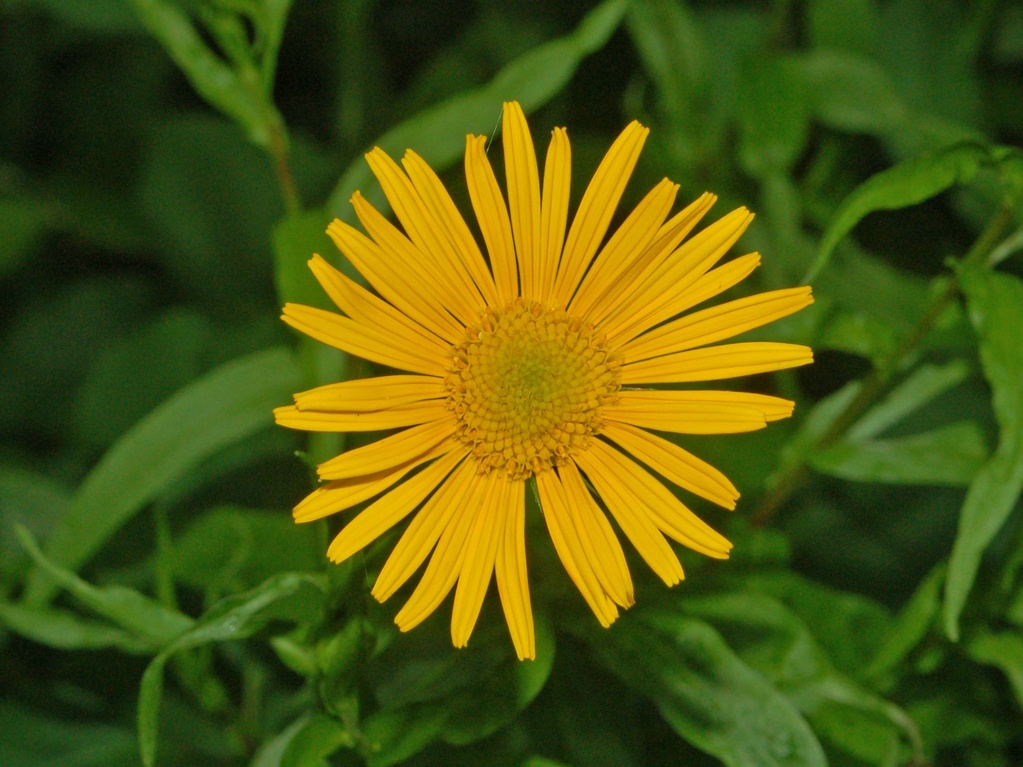 Buphthalmum salicifolium / Asteroide salicina