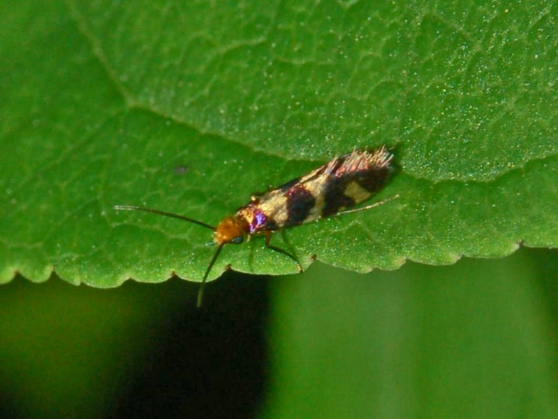 Micropterix rothenbachii