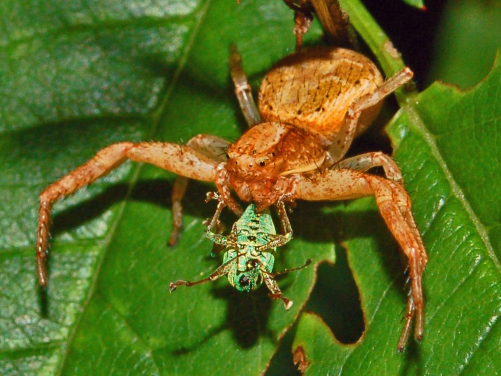 Xysticus sp. con preda