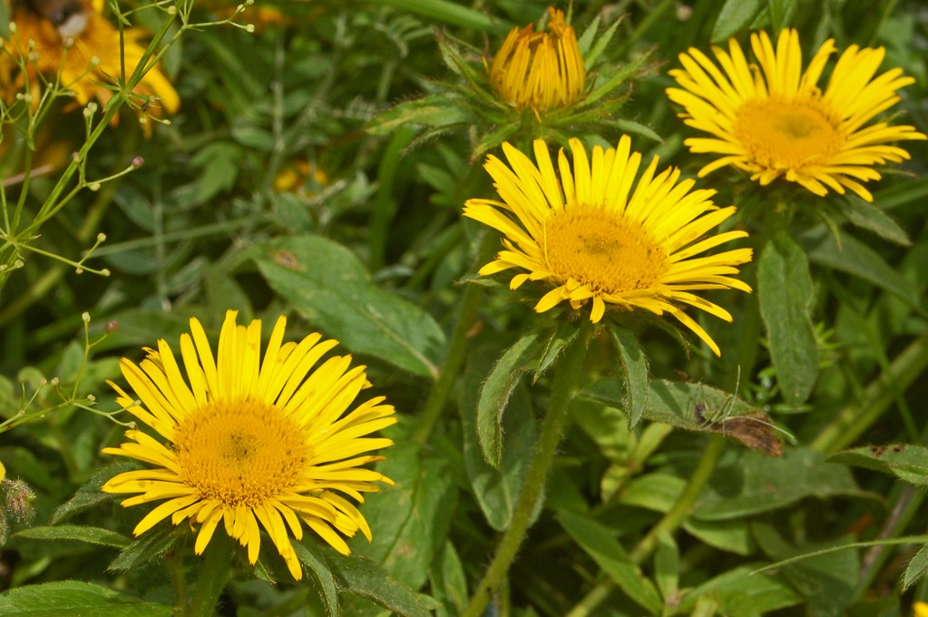 Gialle asteraceae Inula hirta