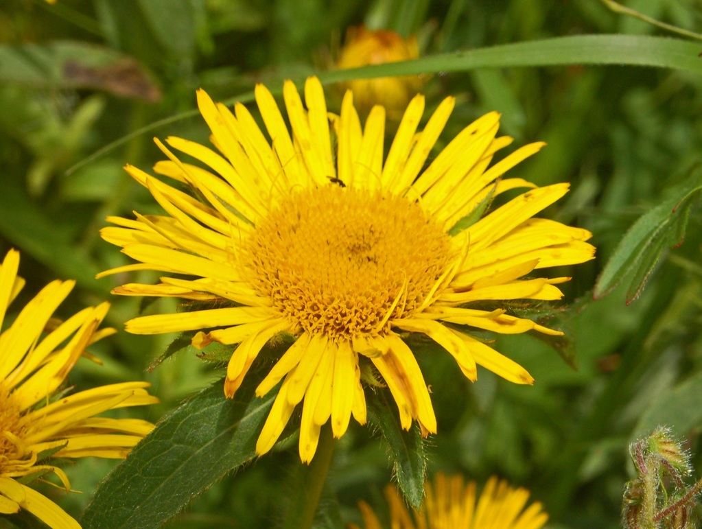 Gialle asteraceae Inula hirta
