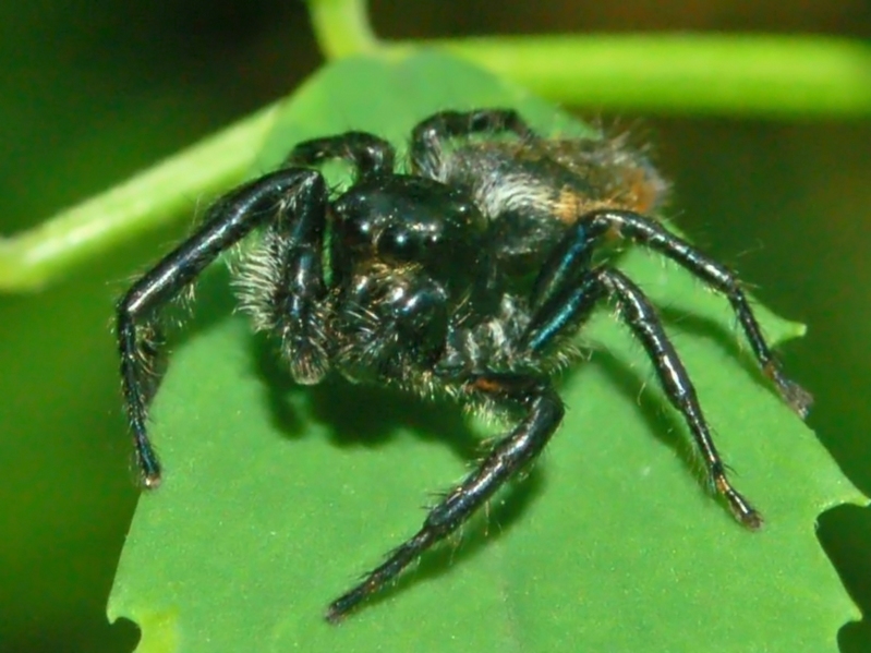 Carrhotus xanthogramma
