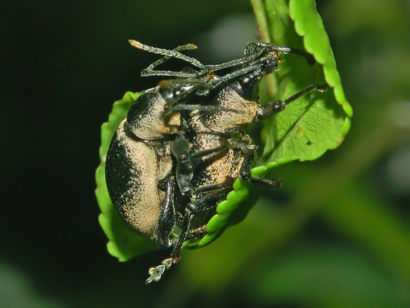 Otiorhynchus vehemens