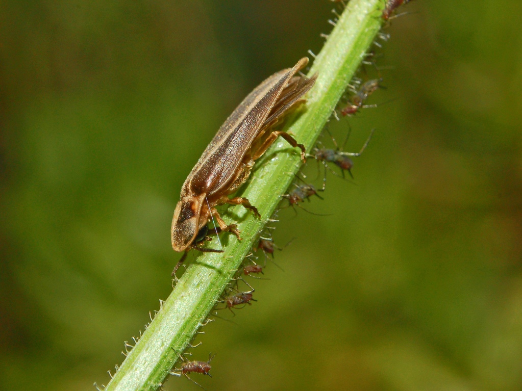 Lampyris noctiluca con afidi