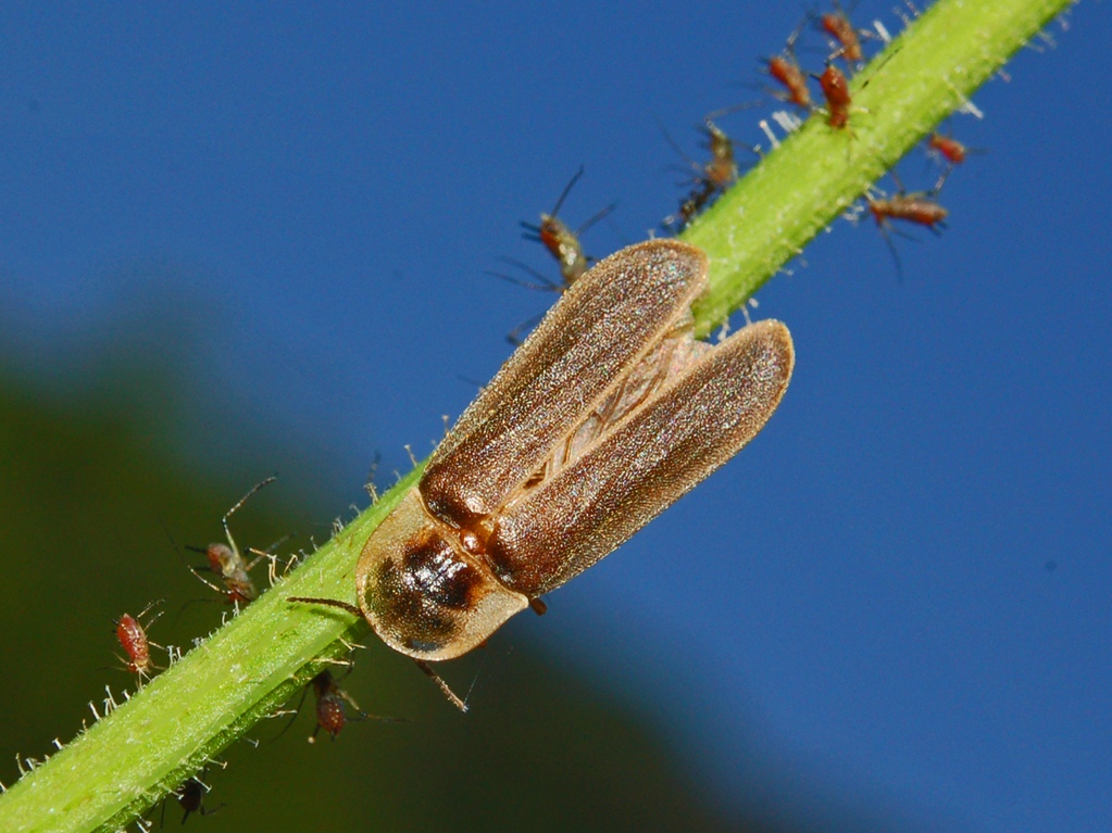 Lampyris noctiluca con afidi