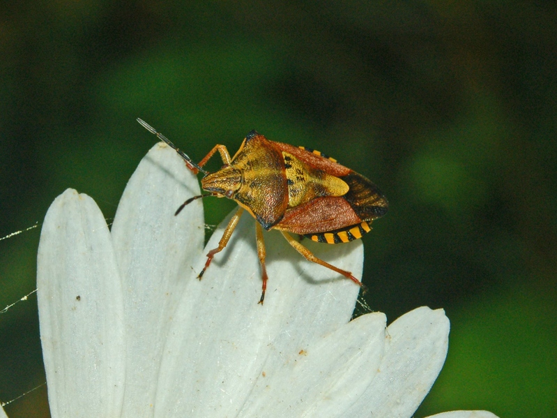 Carpocoris mediterraneus e pudicus