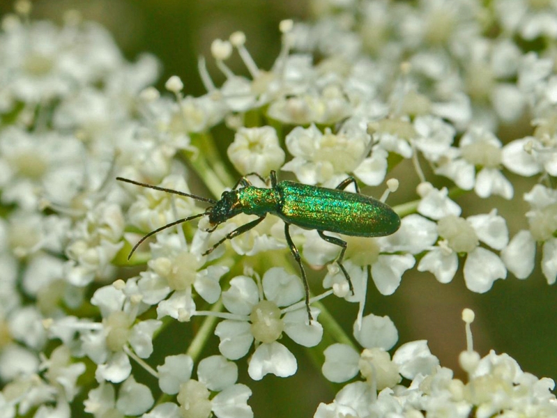 Chrysanthia viridissima