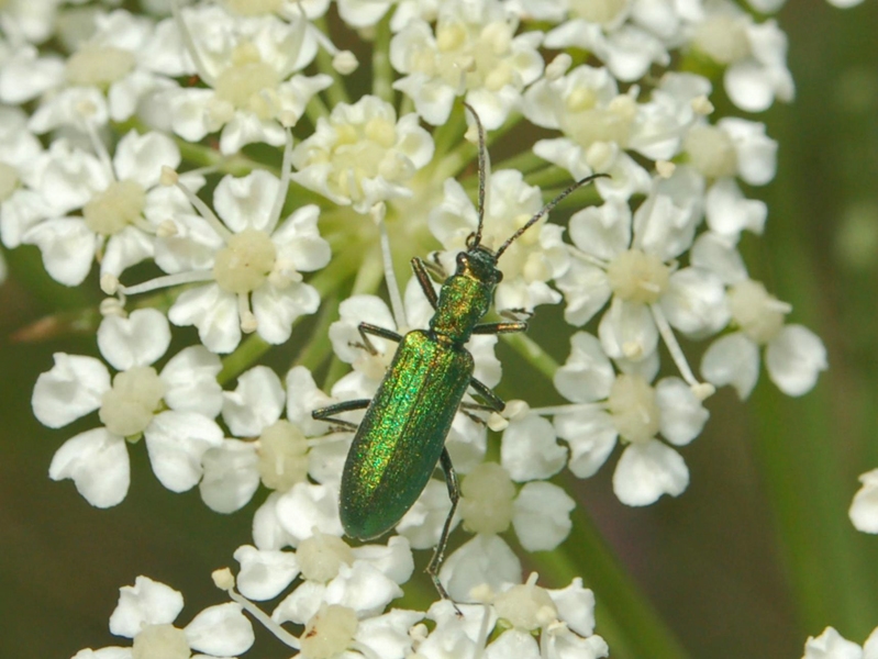 Chrysanthia viridissima