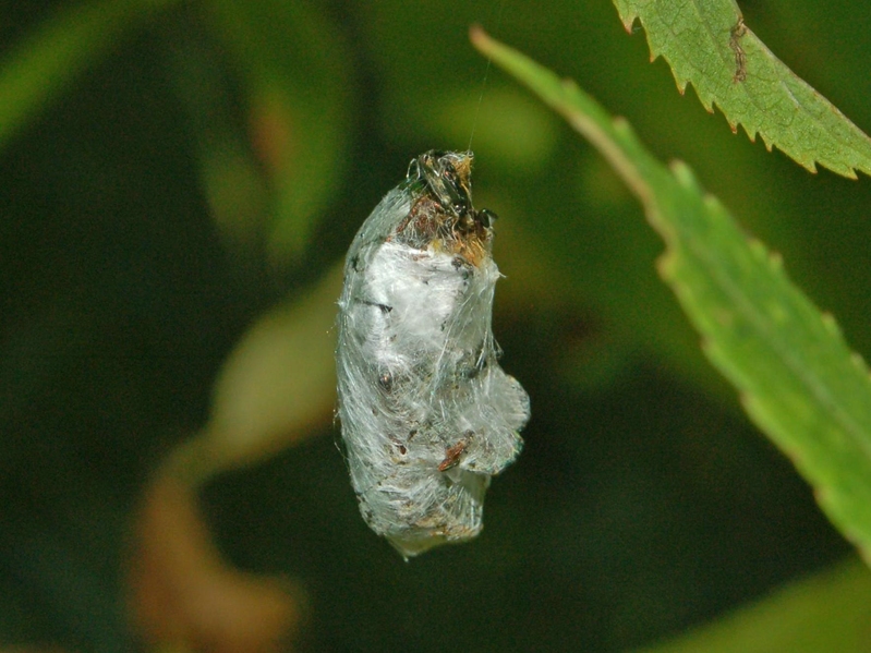 Araneus angulatus e Agalenatea redii