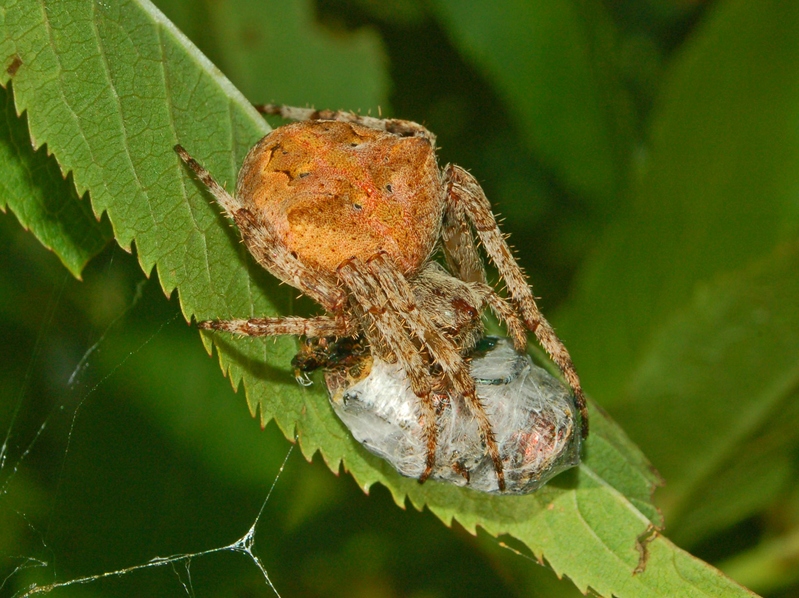 Araneus angulatus e Agalenatea redii