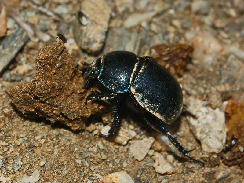 Geotrupes spiniger?