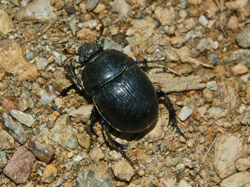 Geotrupes spiniger?