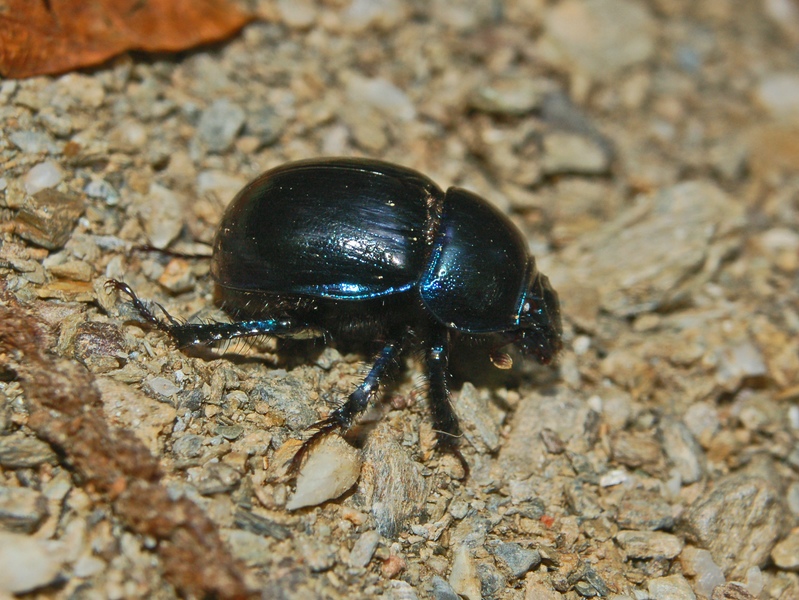 Geotrupes spiniger?