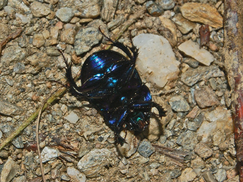 Geotrupes spiniger?