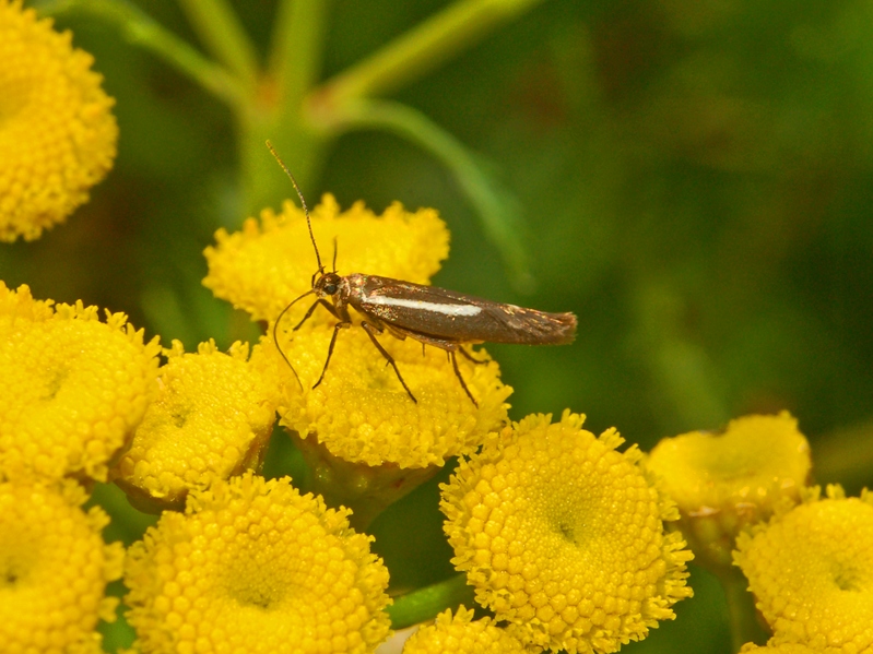 Micropterix rothenbachii