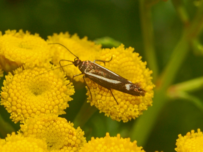 Micropterix rothenbachii