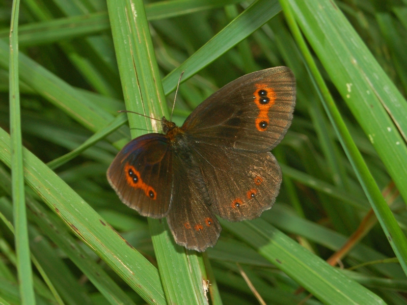 Identificazione farfalla