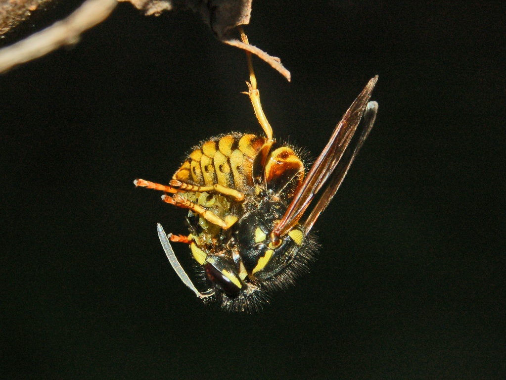 Vespula acrobata e contorsionista con preda