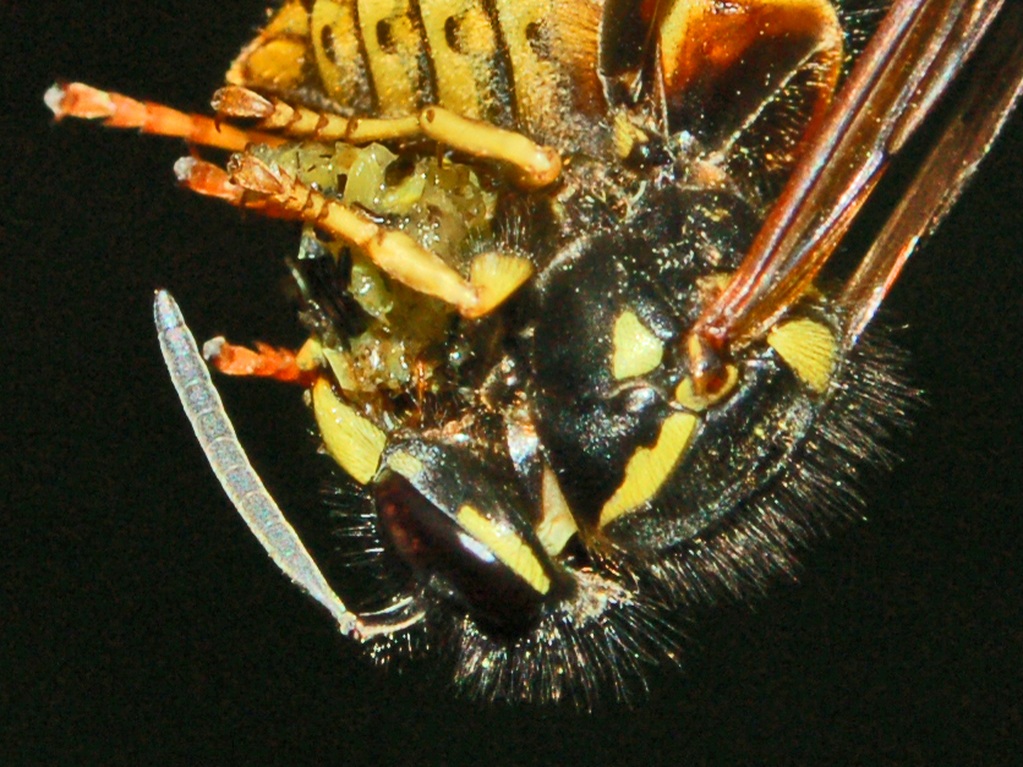 Vespula acrobata e contorsionista con preda