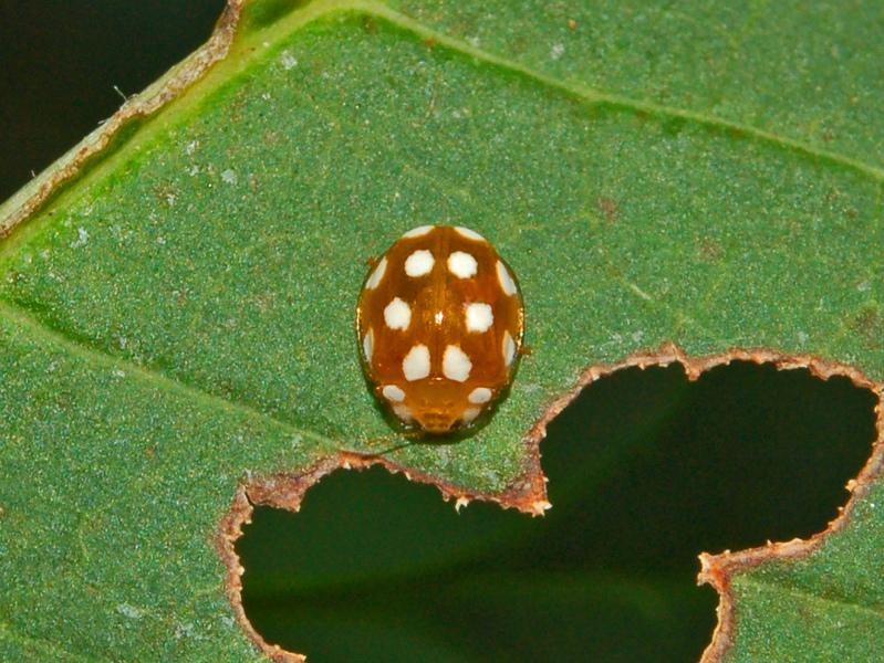 Vibidia duodecimguttata