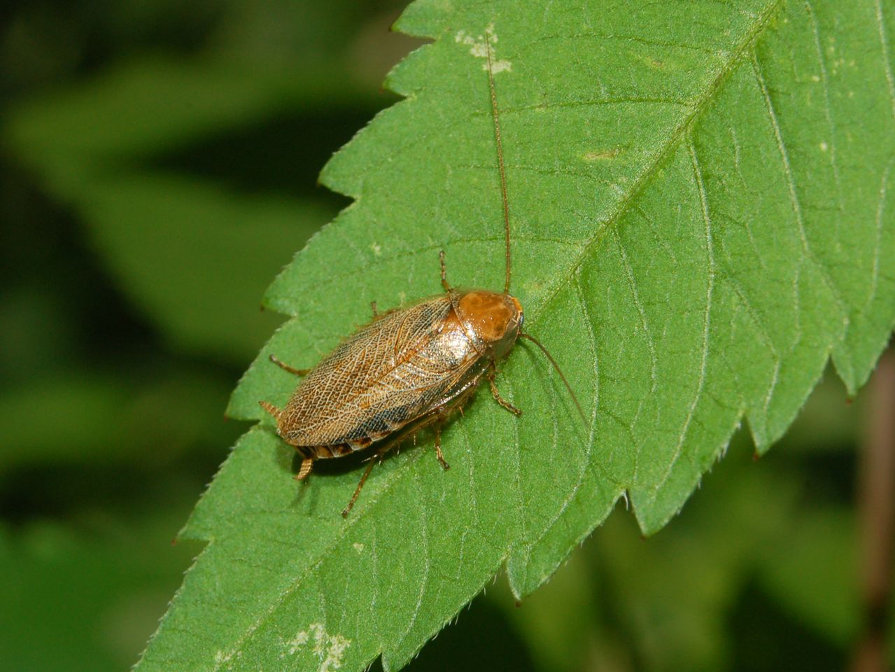 Ectobius sp.