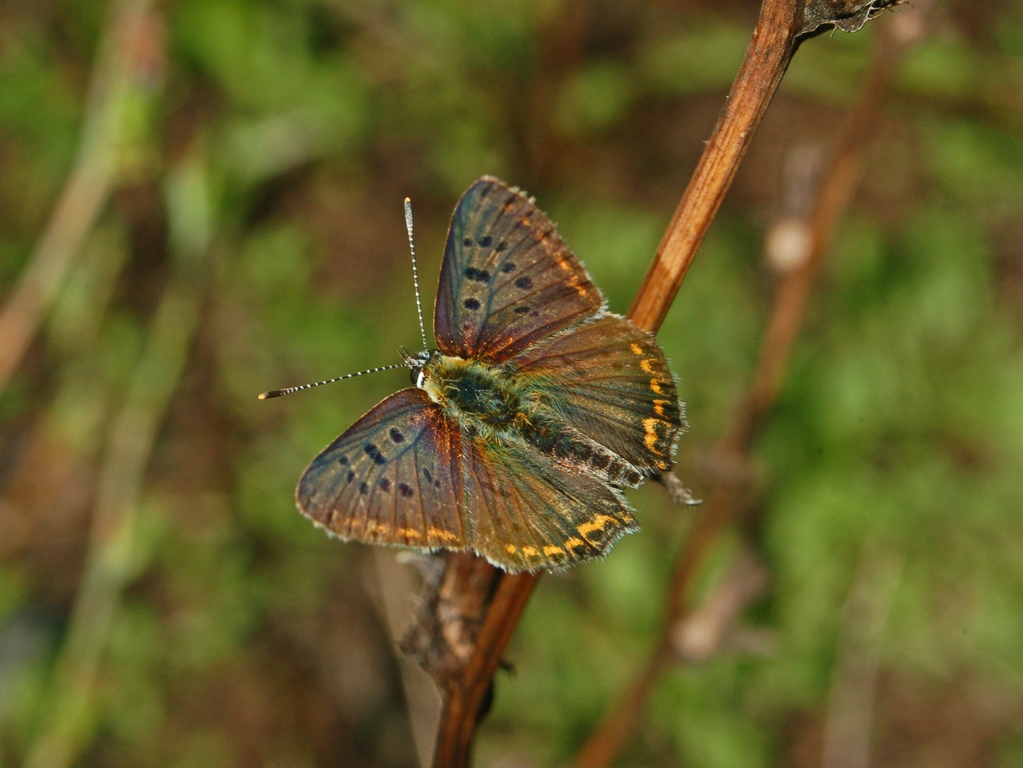 Lycaena tityrus?