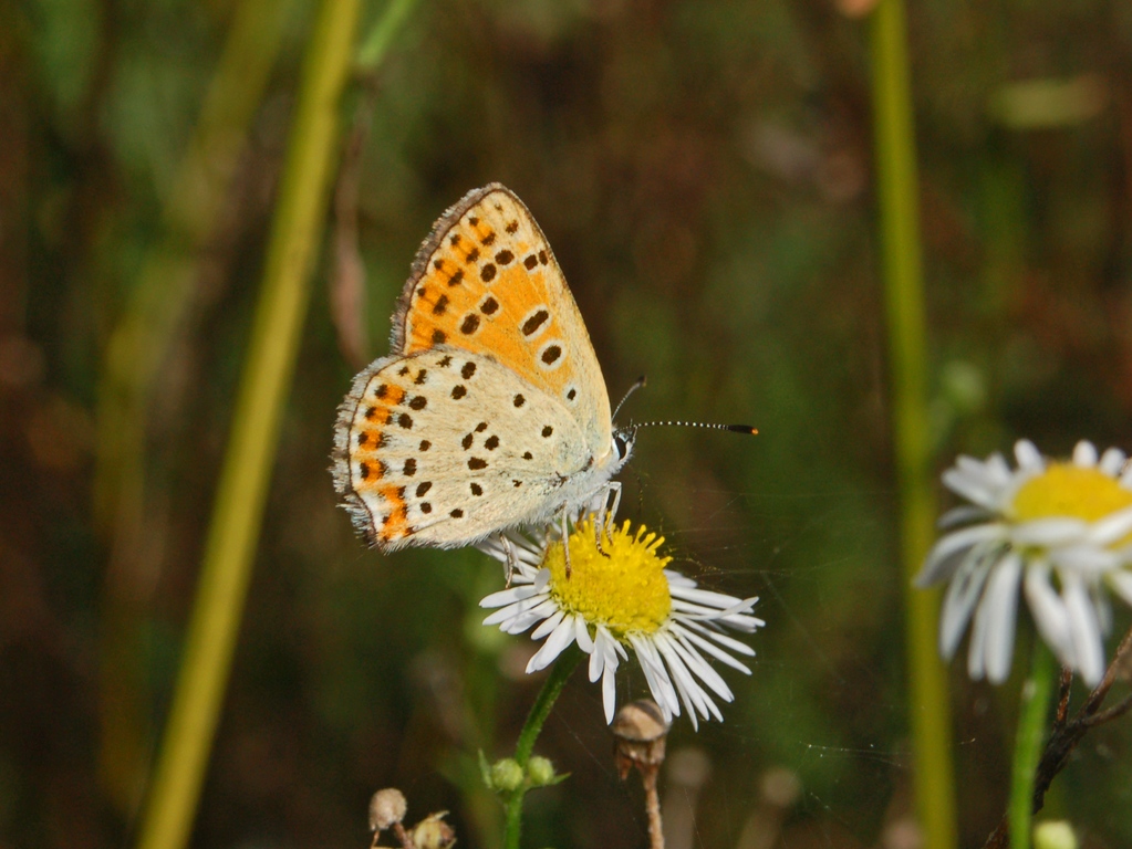 Lycaena tityrus?