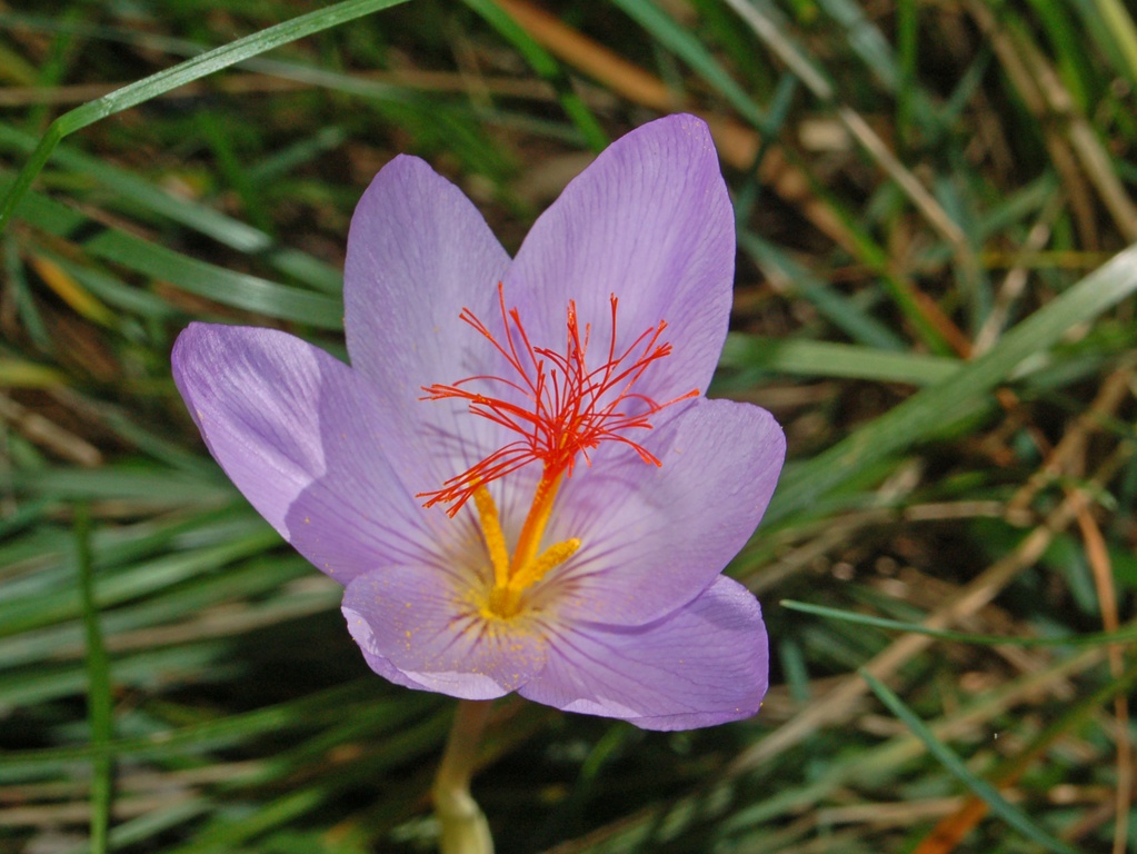 Crocus medius/ (=Crocus ligusticus) / Zafferano ligure