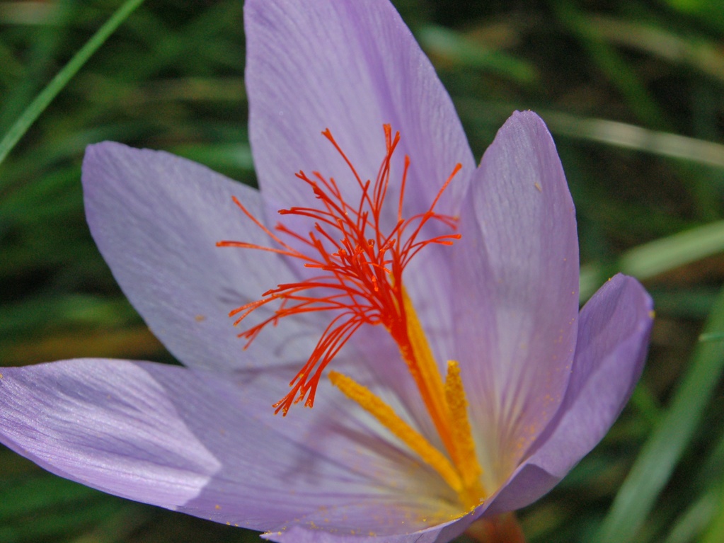 Crocus medius/ (=Crocus ligusticus) / Zafferano ligure