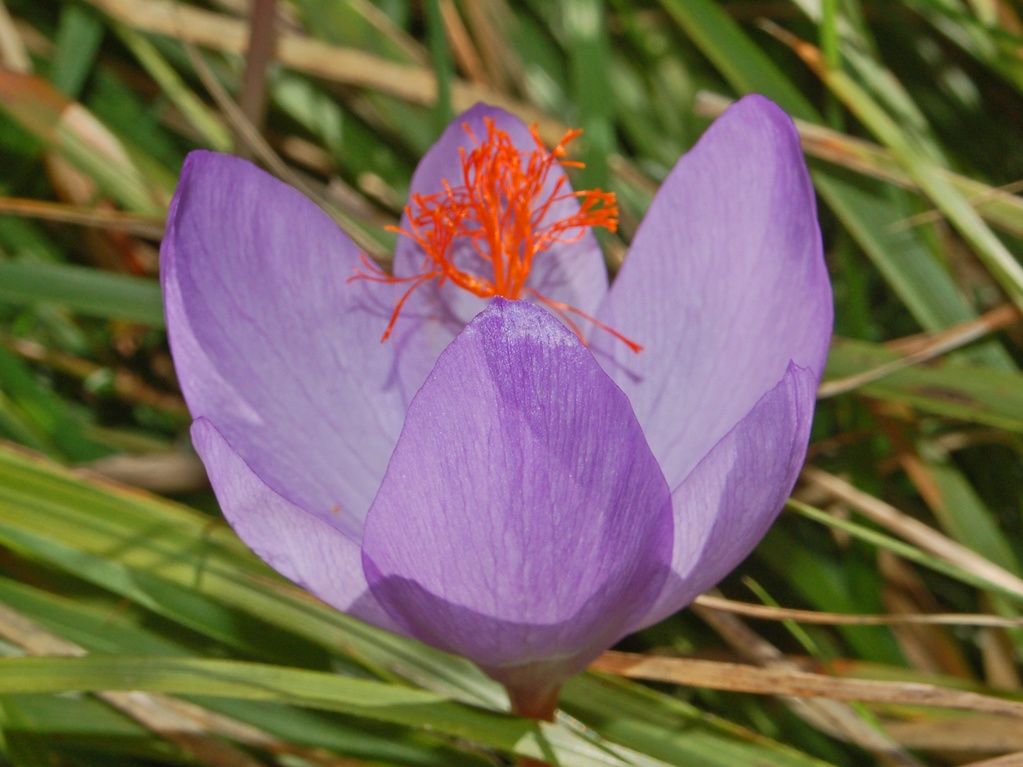 Crocus medius/ (=Crocus ligusticus) / Zafferano ligure