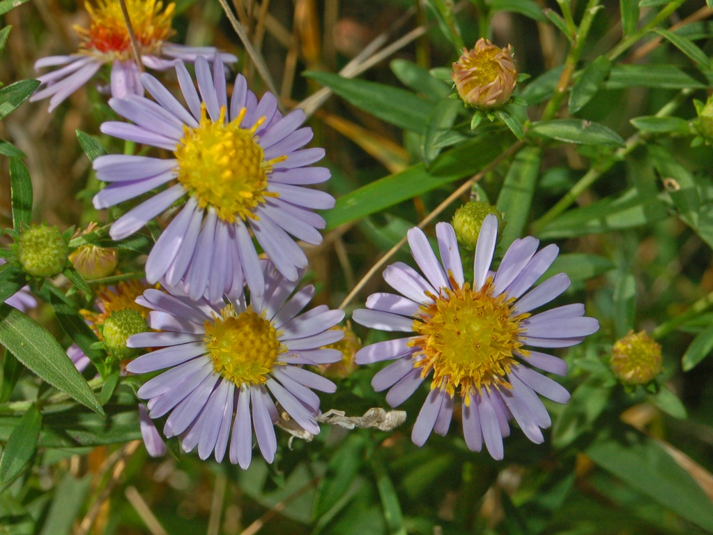 cfr. Symphyotrichum novi-belgii (=Aster novi-belgii)