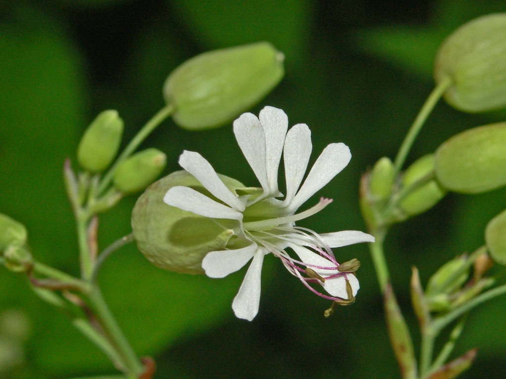 Silene vulgaris / Silene comune