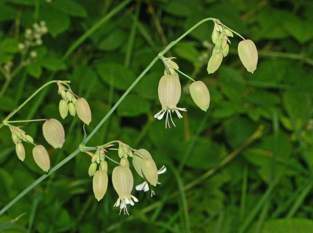 Silene vulgaris / Silene comune