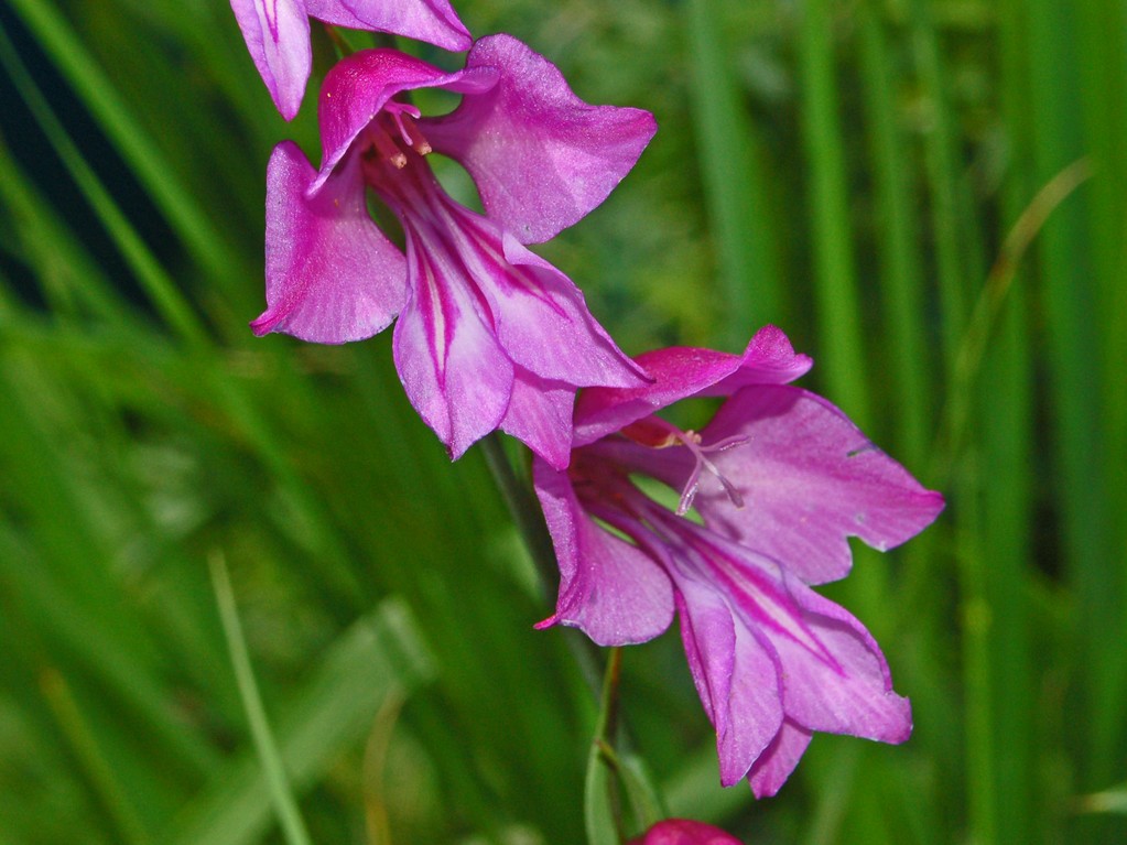 Gladiolus palustris / Gladiolo di palude