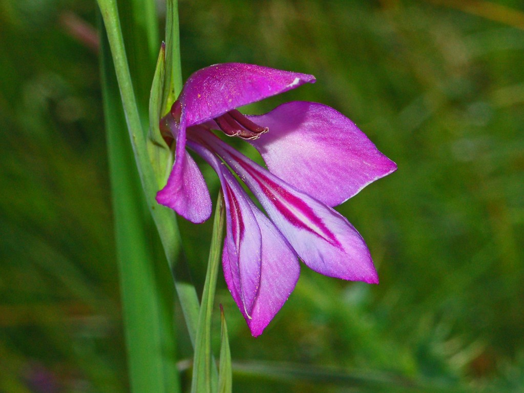 Gladiolus palustris / Gladiolo di palude