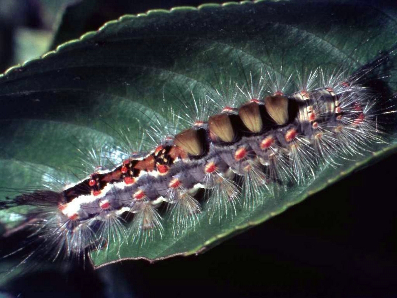 Lymantriidae: Orgyia antiqua
