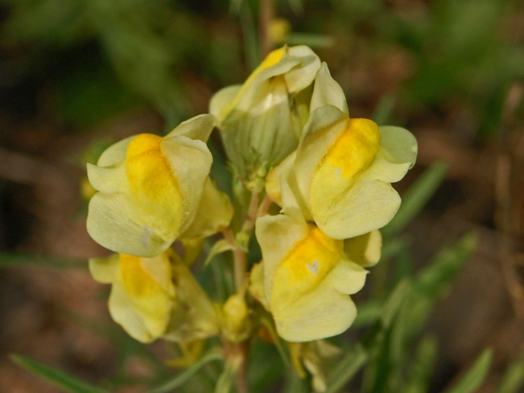 Linaria vulgaris / Linajola comune