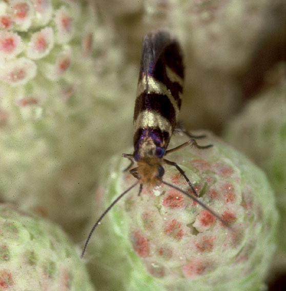 Micropterix rothenbachii