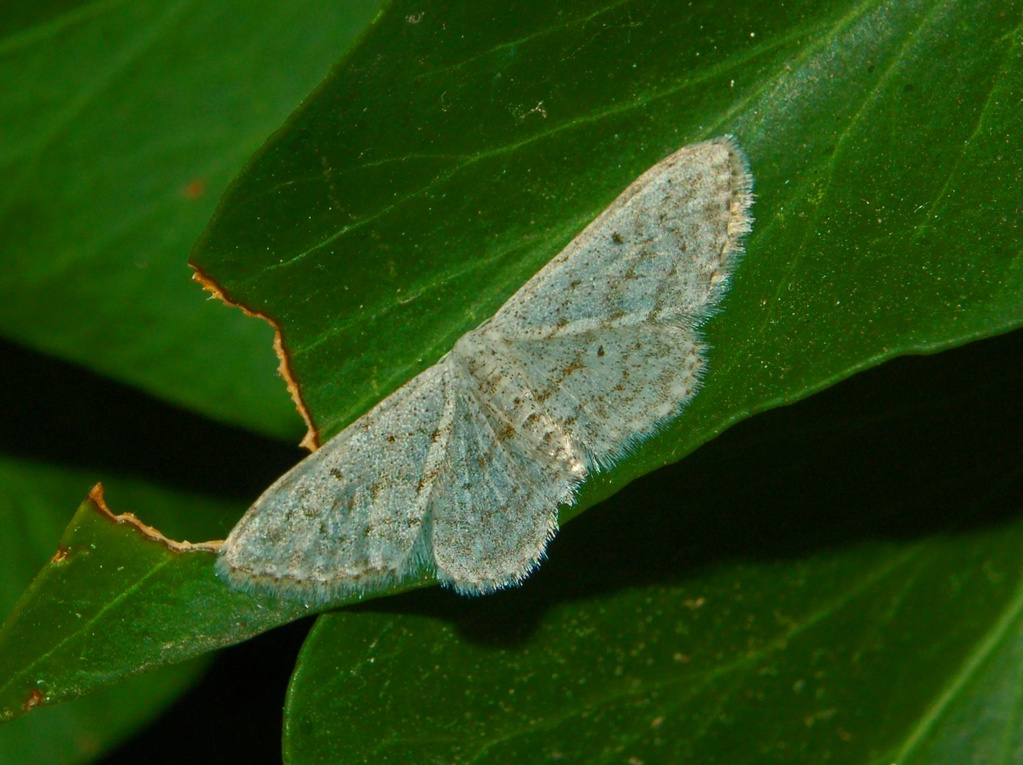 Scopula minorata e Idaea seriata