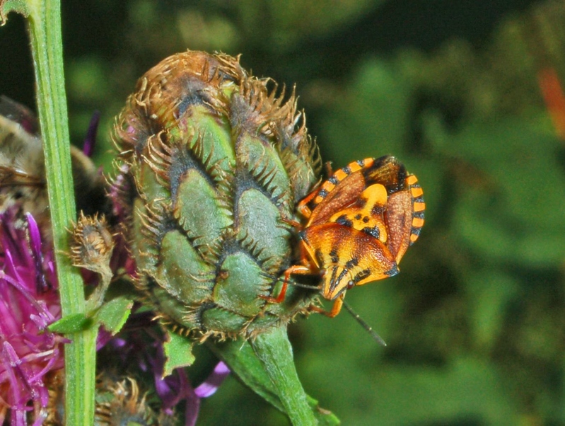 Carpocoris mediterraneus e pudicus